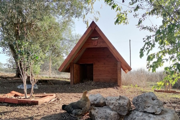 A chicken by the rocks in front of a tiny house.