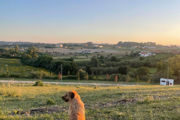 Dog on a hill.