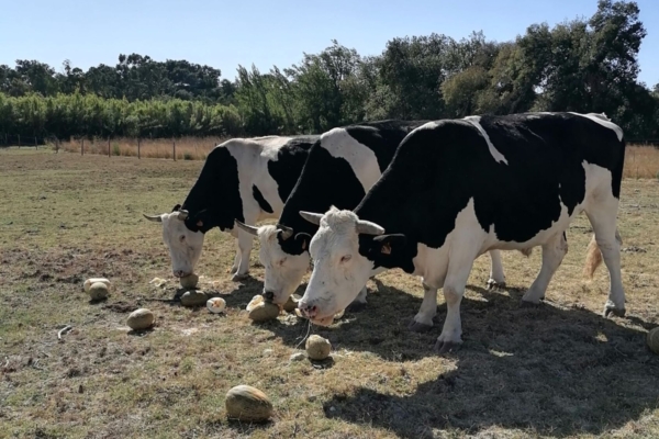 Three cows out in the field.