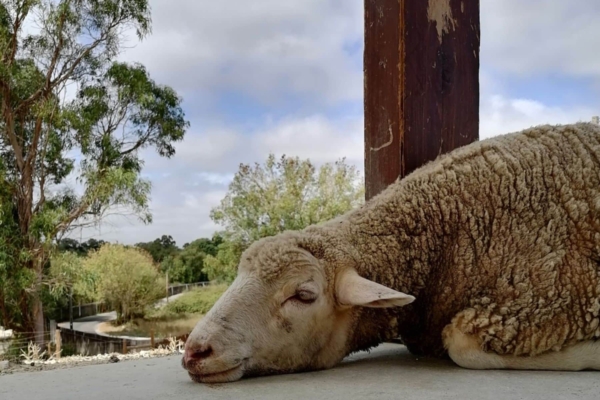 A sheep laying on the floor.