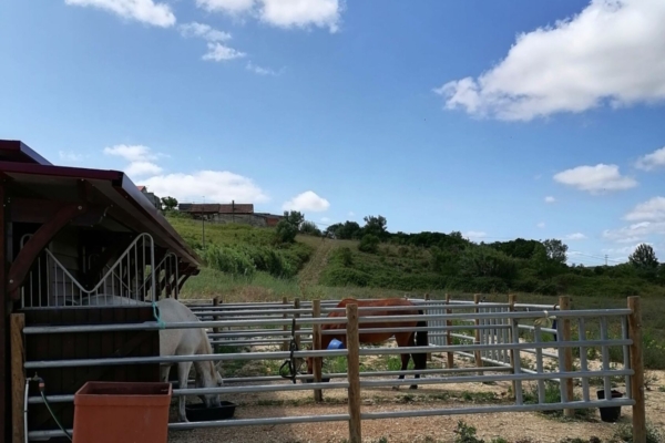 Horses in their stables basking in the sun.