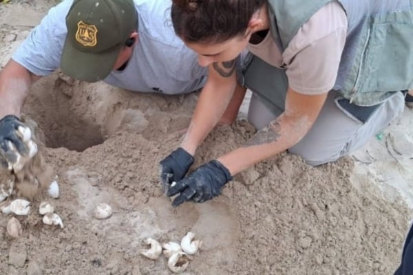 Sea turtle nest conservation volunteering