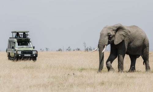 wildlife photography interns in the Maasai Mara photographing an elephant from their safari car