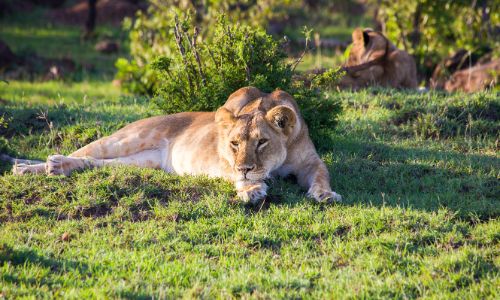 A lioness rests on a grassy landscape, surrounded by green vegetation in a natural habitat, with another lion resting in the background.