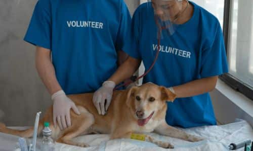 A dog is being examined by interns during a veterinary internship in Europe, with medical equipment visible around the examination area.