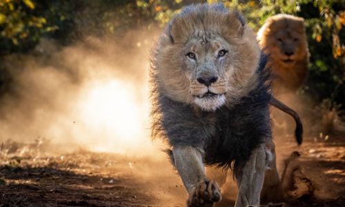 Lion running with another lion behind it.