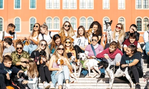 interns and volunteers with shelter dogs in a European city