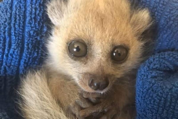 A rescued bushbaby nestled in a soft towel at Lilongwe Wildlife Sanctuary, receiving care as part of the rehabilitation program.