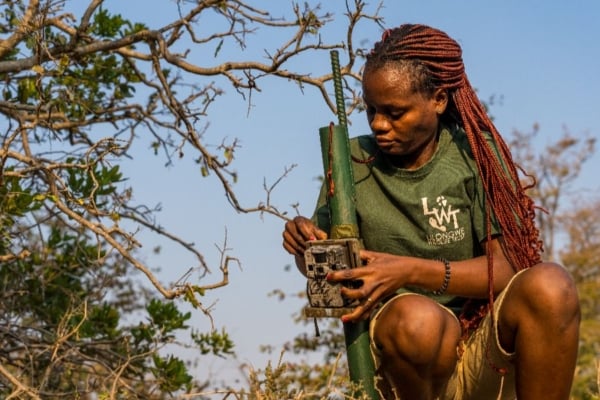 Field researcher installing and checking a camera trap during wildlife monitoring
