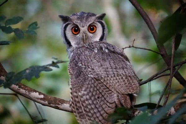 An owl found in the forrest of Lilongwe, Malawi.