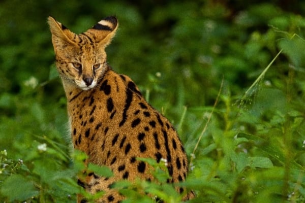 Serval cat resting in sanctuary enclosure