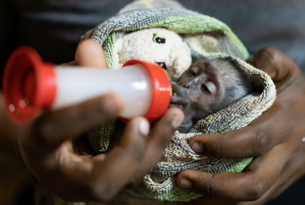 A baby monkey being bottle-fed in the Lilongwe Wildlife Sanctuary.