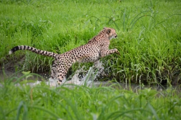 A cheetah jumping across a stream of water in the Liwonde National Park.