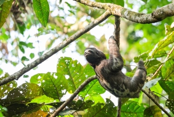 A sloth hanging on a branch in Ecuador.