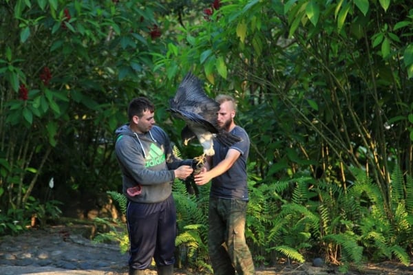 An intern and local holding a hawk on their arms in Ecuador.
