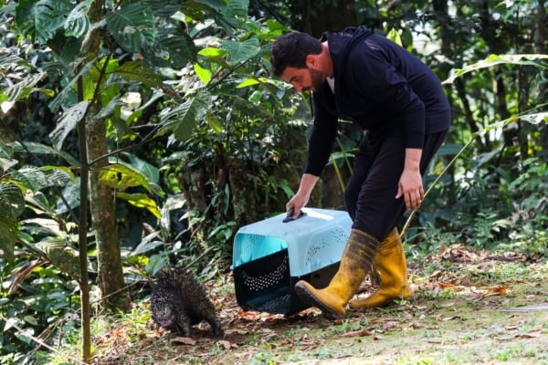An intern trying to capture a porcupine to help it rehabilitate.