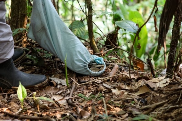 A snake caught to e brought back to the headquarters in Ecuador.
