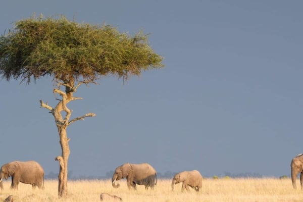 A herd of elephants walking across the savanna.