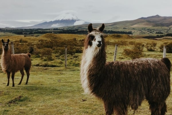 Llamas in the Andean Highlands of Ecuador.
