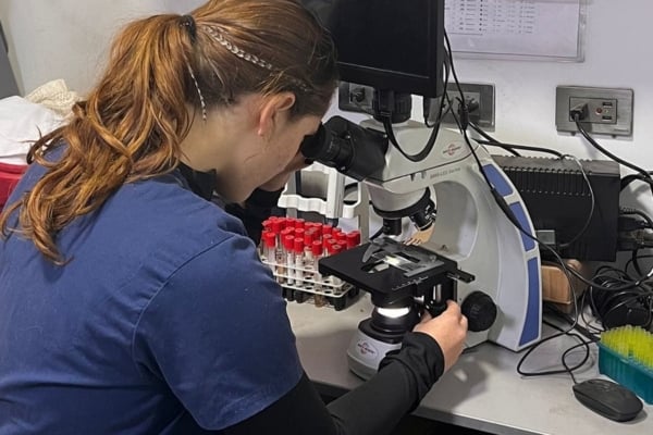 A veterinary intern using a microscope to examine samples.