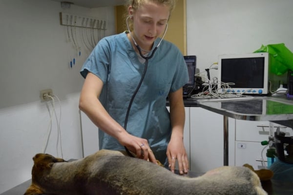 A veterinarian performing a check-up on a dog.