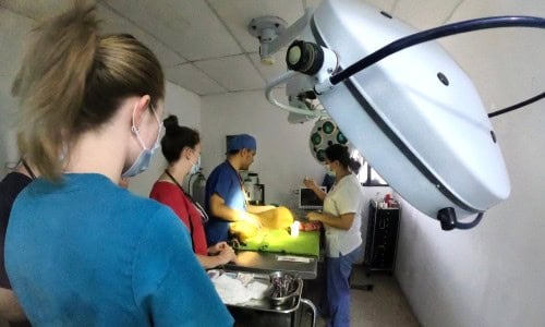 veterinary intern in Latin America observing an animal surgery