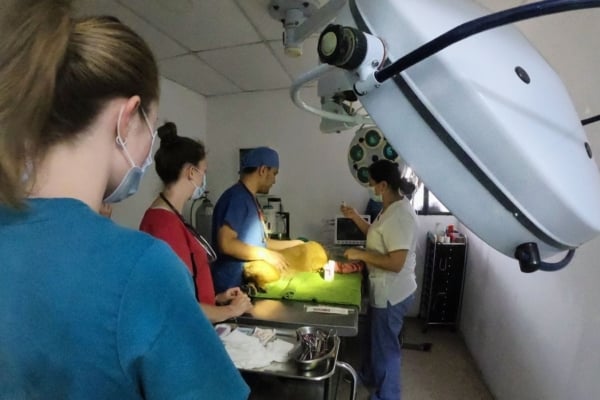 Surgery being performed on a dog in Latin America.