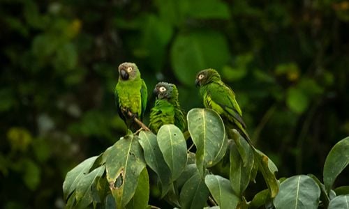 Green parrots perched on rainforest leaves in Peru.