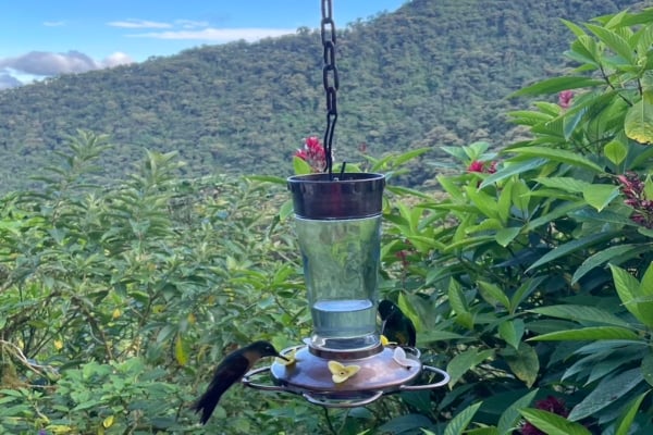 Hummingbirds feeding at a hanging bird feeder in a lush tropical garden, with green mountains and forest vegetation in the background.